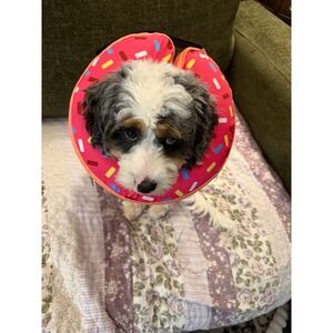 Lot of 2 Dog Surgery/Recovery Suits M + Inflatable Donut Cone Bundle Size Med